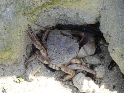 HeronIslandCrabApril2017.JPG