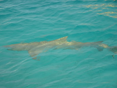 HeronIslandLemonSharkApril2017_02187.JPG