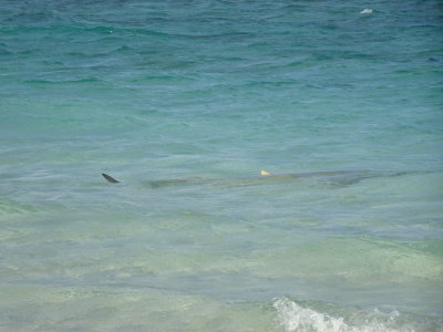 HeronIslandLemonSharkApril2017_02197.JPG