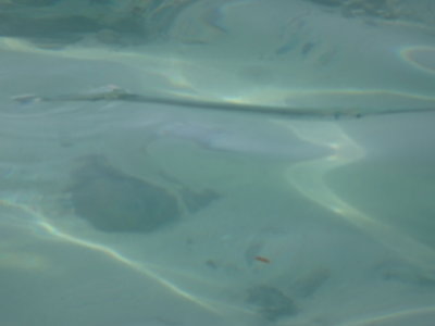 HeronIslandLongTomApril201702155.JPG