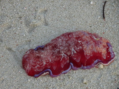 HeronIslandSeaLifeApril2017.JPG