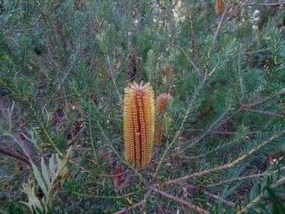 BlueMtsApril2017_Banksia02407.JPG