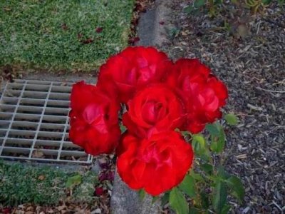 HunterValley2017KirktonParkRoses02589.JPG