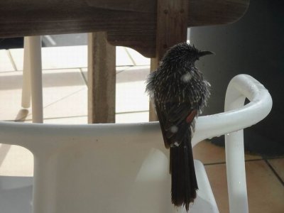 WattleBird2017_02811.JPG