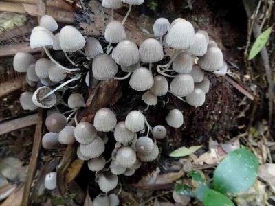 BinnaBurraFungi03049.JPG