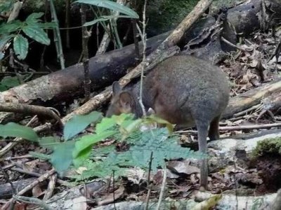BinnaBurraPadeMelon03007.JPG