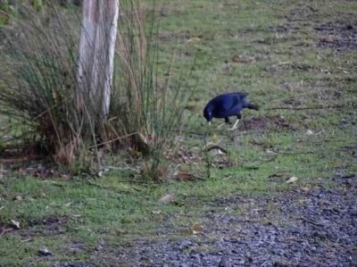 BinnaBurraSatinBowerBird03012.JPG