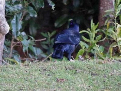BinnaBurraSatinBowerBird03013.JPG