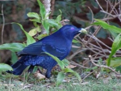 BinnaBurraSatinBowerBird03014.JPG