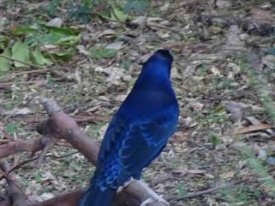 BinnaBurraSatinBowerBird03015.JPG