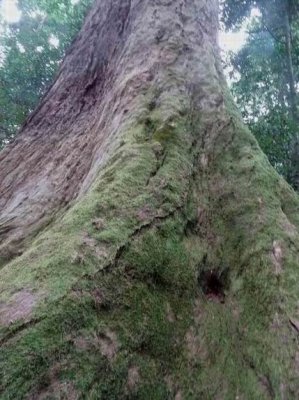 BinnaBurraTree03018.JPG