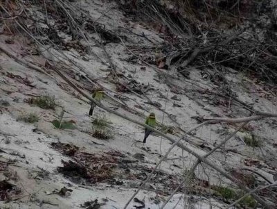 Birds of Fraser Island July 2017