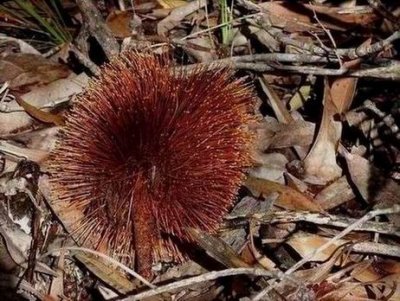 Vegetation of Fraser Island July 2017