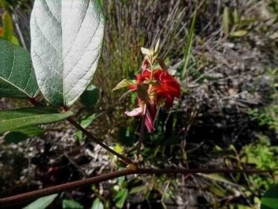 FraserIslandPeaFlower.JPG