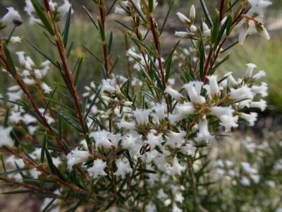 GirraweenNPFlower03337.JPG