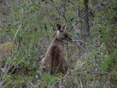 GirraweenNPGreyKangaroo03358.JPG