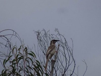 GirraweenNPRedWattleBird03341.JPG