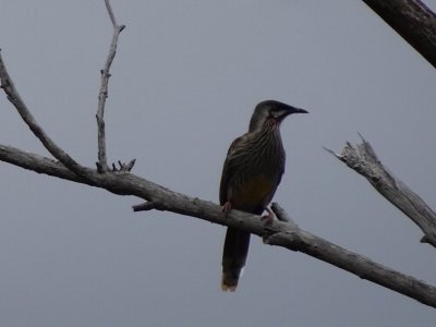 GirraweenNPRedWattleBird03342.JPG