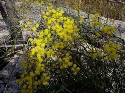 Wattle.JPG