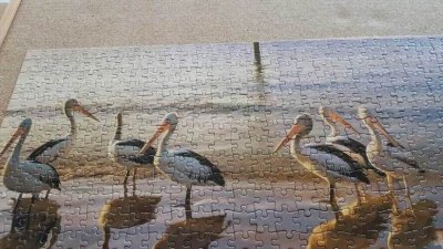 PelicanJigSaw.jpeg