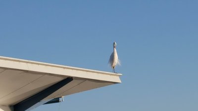 06Egret.jpg