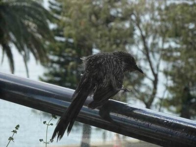 NewcastleWattleBird03431.JPG