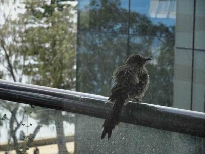 NewcastleWattleBird03453.JPG