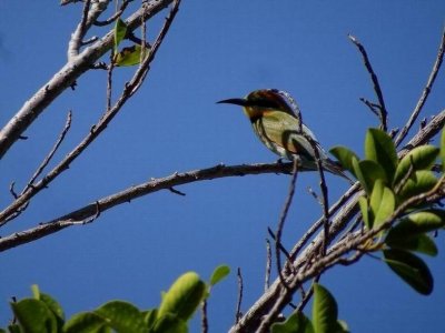 RainbowBeeEater03572.JPG