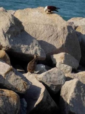 Birds of Magnetic Island