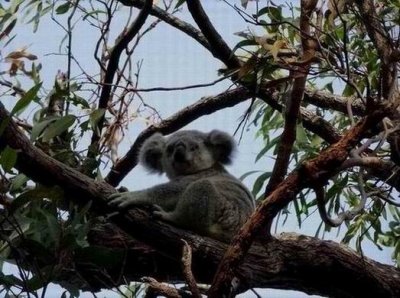Koala03624.JPG