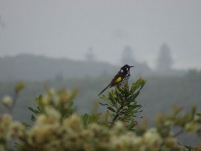 NewHollandHoneyEater03694.JPG