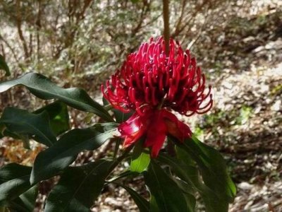 ML_Waratah03776.JPG