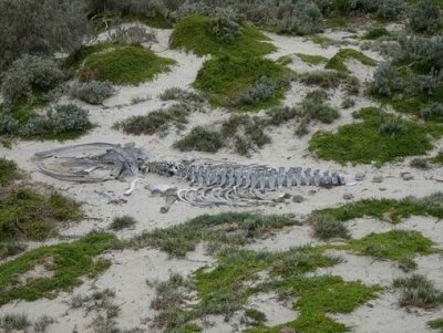 Kangaroo Island Sea Life 2017