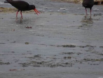 KI_SootyOysterCatcher04065.JPG