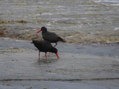 KI_SootyOysterCatcher04066.JPG