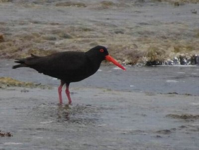 KI_SootyOysterCatcher04068.JPG