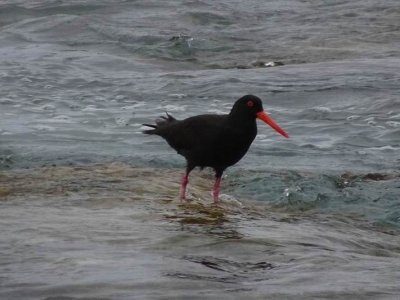 KI_SootyOysterCatcher04077.JPG