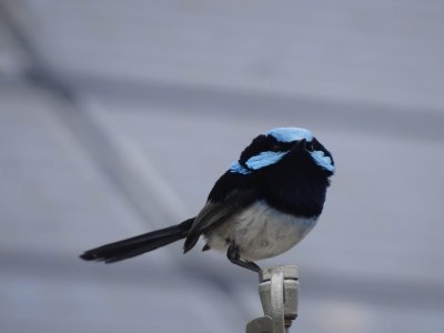 KI_SuperbFairyWren03951.JPG