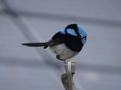 KI_SuperbFairyWren03953.JPG
