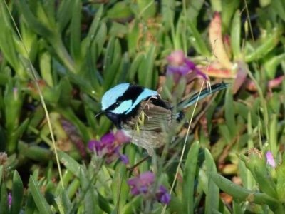 KI_SuperbFairyWren03958.JPG