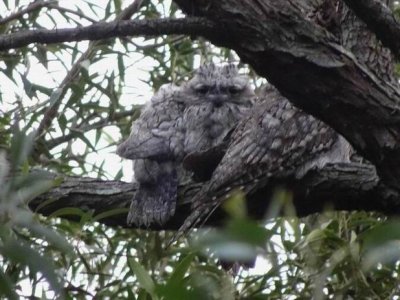 TawnyFrogMouths04217.JPG