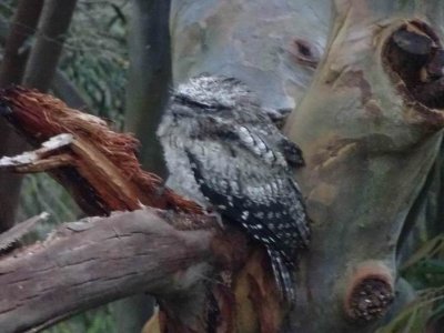 TawnyFrogMouths04218.JPG