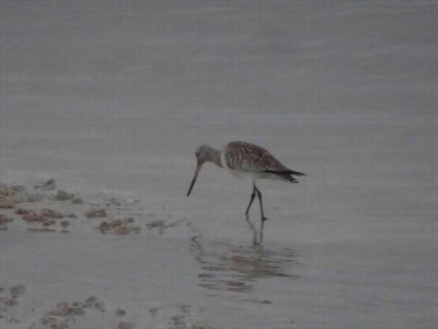 HarringtonBarTailGodwit04537.JPG