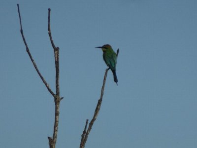 HarringtonBeeEater.JPG