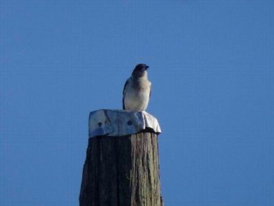 HarringtonButcherBird.JPG