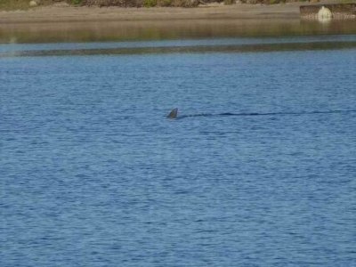 HarringtonDolphin04535.JPG