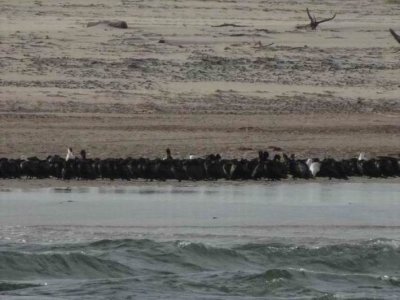 HarringtonLittleBlackCormorants04477.JPG