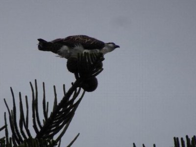 HarringtonOsprey04508.JPG