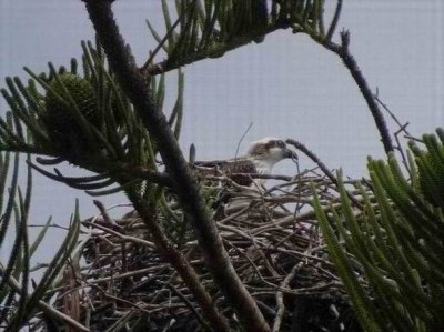HarringtonOsprey04515.JPG