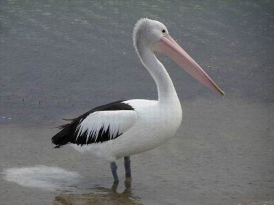 HarringtonPelican04495.JPG